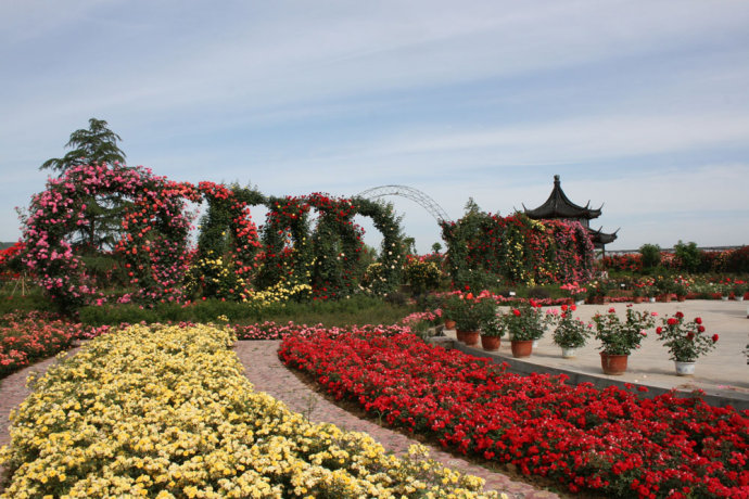 南陽以花為媒連通世界 苗木出口總量占全國(guó)70%以上