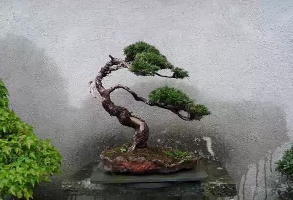 盆景——從園林中走出來的造型藝術(shù)