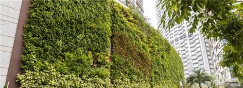 立體綠化植物墻為何這么受歡迎？