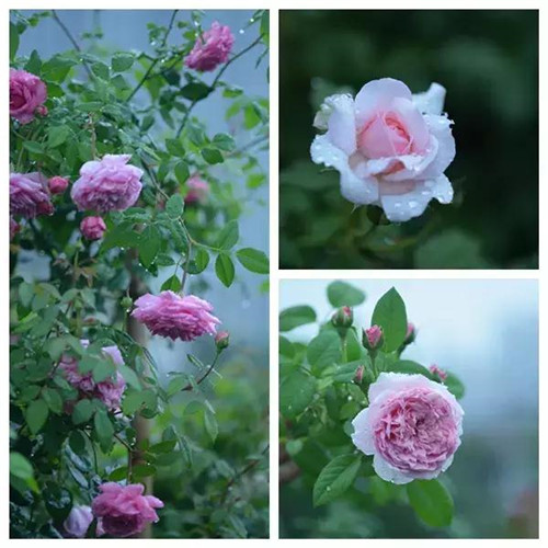 露臺上建造的花園