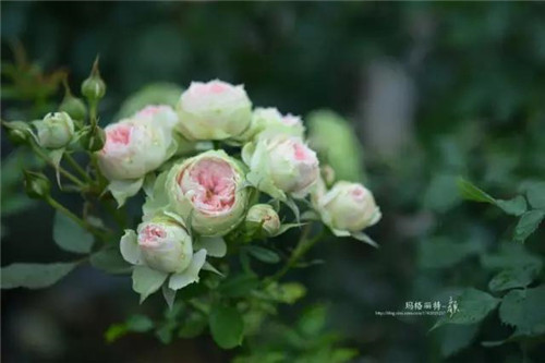 露臺上建造的花園