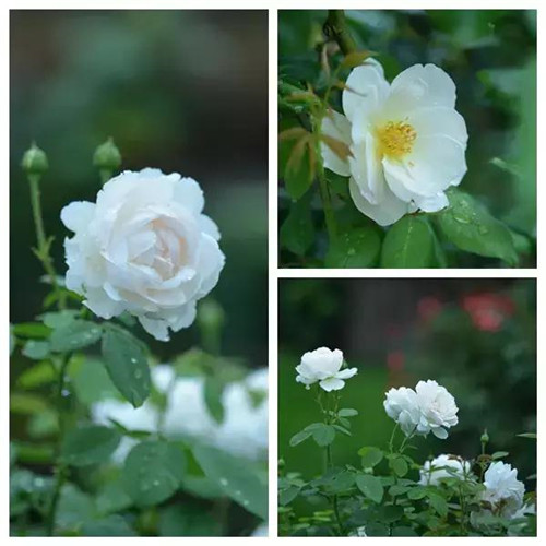 露臺上建造的花園