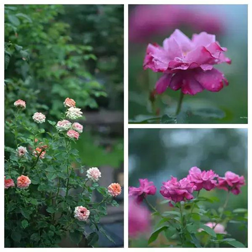 露臺上建造的花園