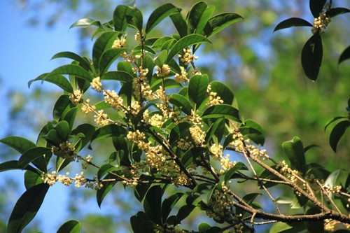 炎炎夏日扦插這幾種植物生根快而且能爆盆