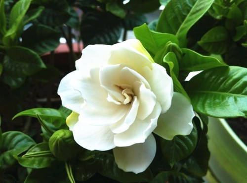 炎炎夏日扦插這幾種植物生根快而且能爆盆