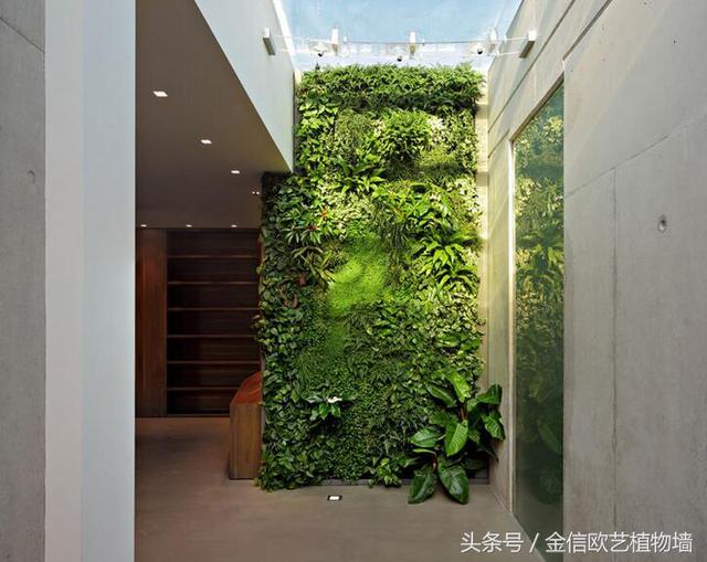 植物墻如何給城市降溫，遏制熱島效應呢？