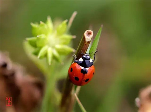 這些園林植物的守護(hù)神，請別傷害它們！