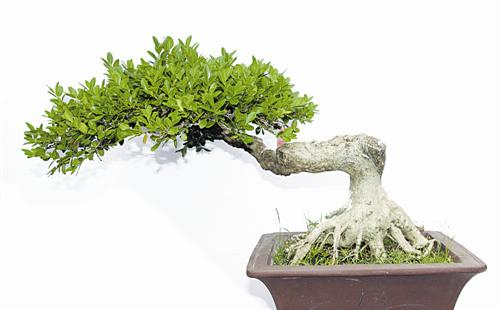 枝葉人生—尋訪盆景制作達(dá)人鄭小平
