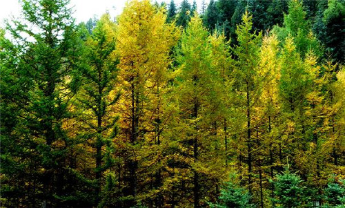 青海最美森林公園