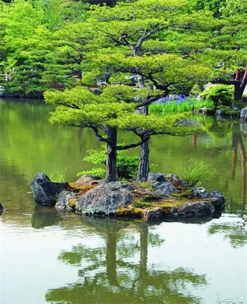 日式園林中樹的氣場(chǎng)