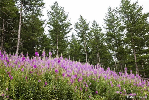 柳樹溝森林公園讓你找到回歸大自然的感覺