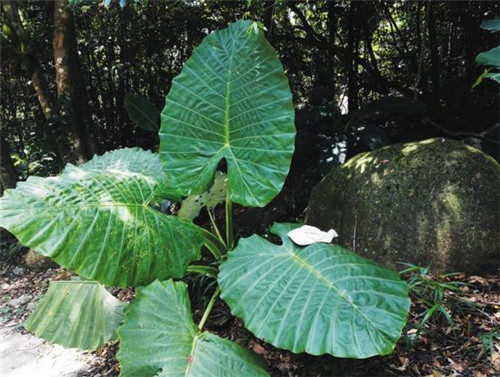 有毒植物不可觸摸的美!