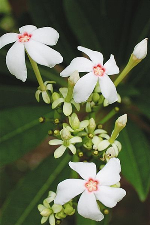 有毒植物不可觸摸的美!