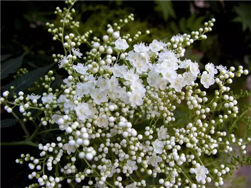 這類樹木為何能在園林綠化中長盛不衰？