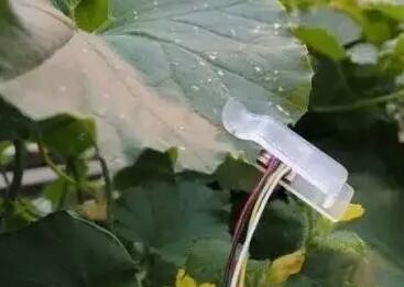 植物葉子上安裝傳感器可告知農(nóng)民何時澆水