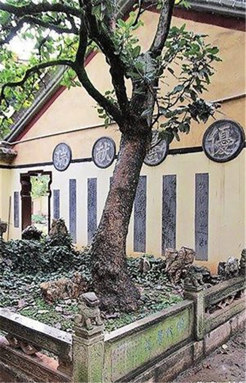 昆明啟動(dòng)古樹(shù)名木普查 