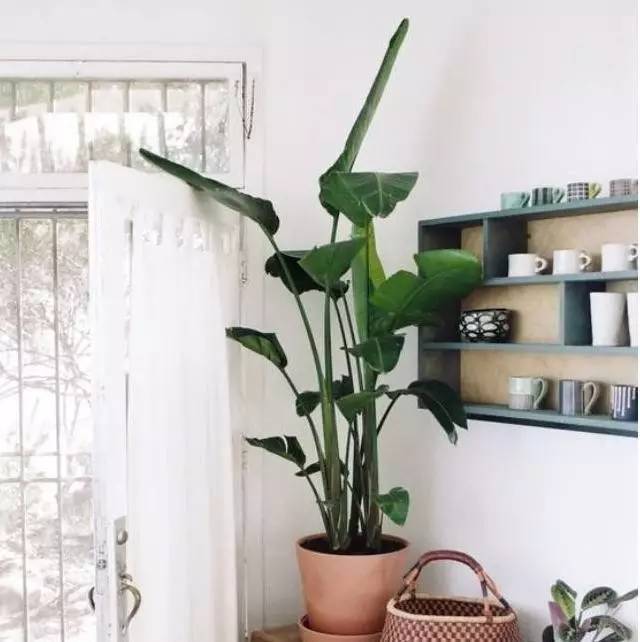植物也看氣質(zhì)，哪種花卉更適合你的家？