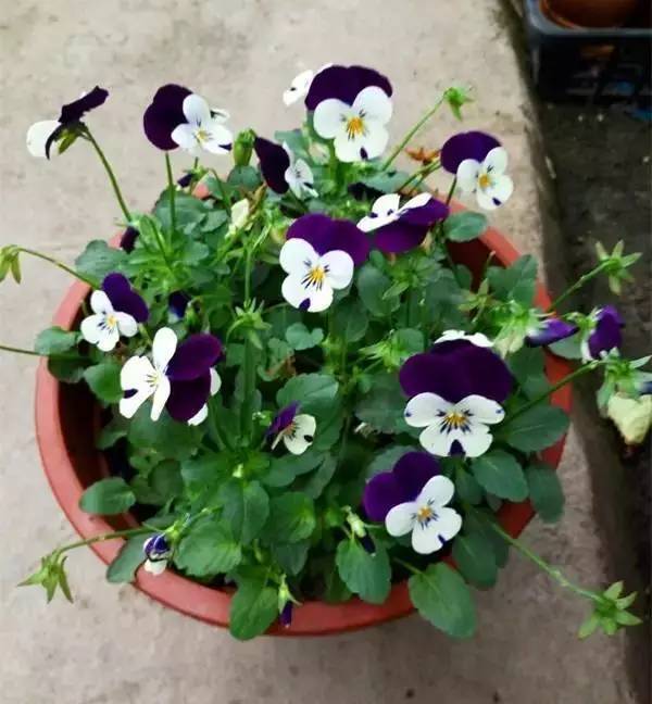 容易長滿整個(gè)花盆植物