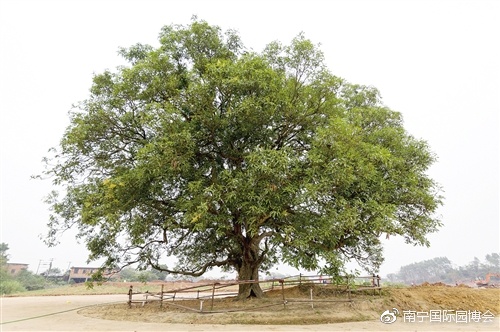 堅持生態(tài)造園 200年古樹重現(xiàn)生機