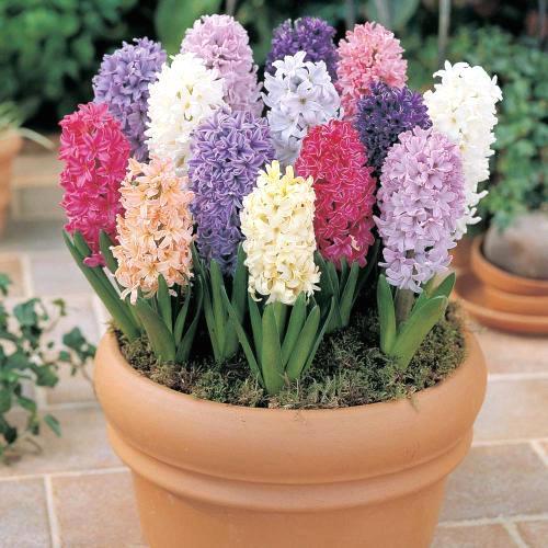 養(yǎng)這5種球根花卉，年年開(kāi)花爆盆
