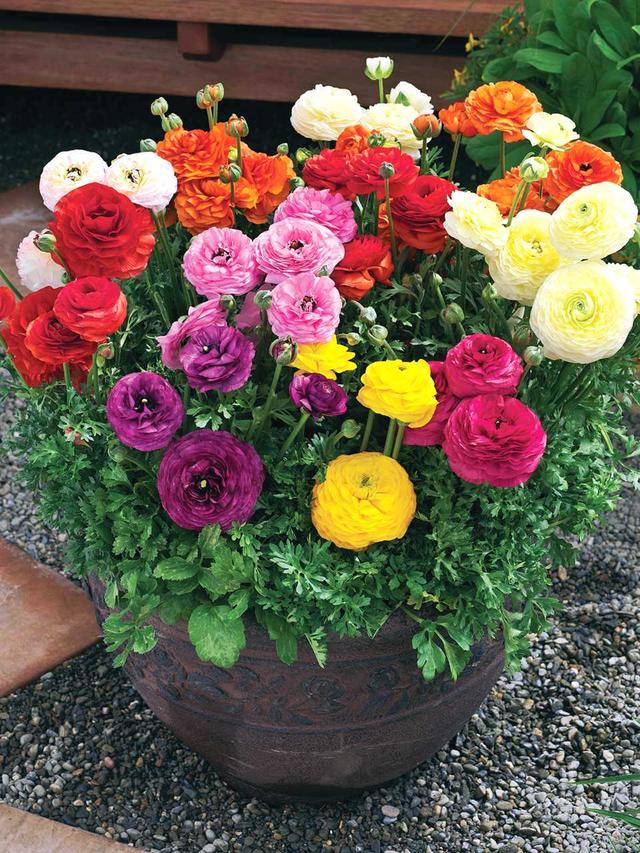 養(yǎng)這5種球根花卉，年年開(kāi)花爆盆