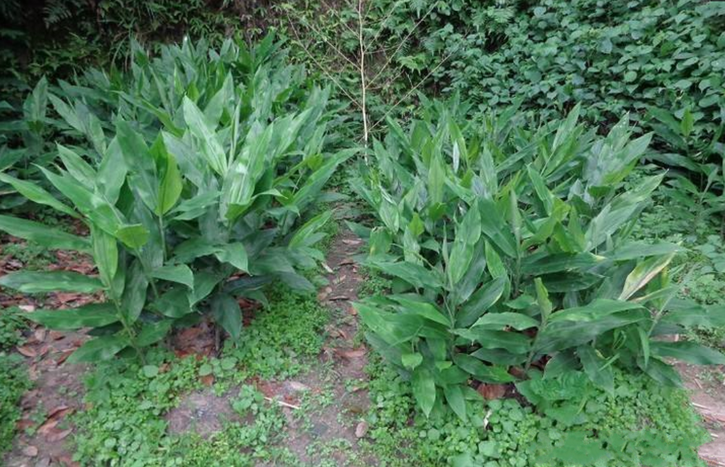 被日本稱為“亞洲人參”的珍貴植物