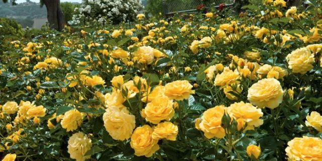 混合花境設(shè)計與種植建議