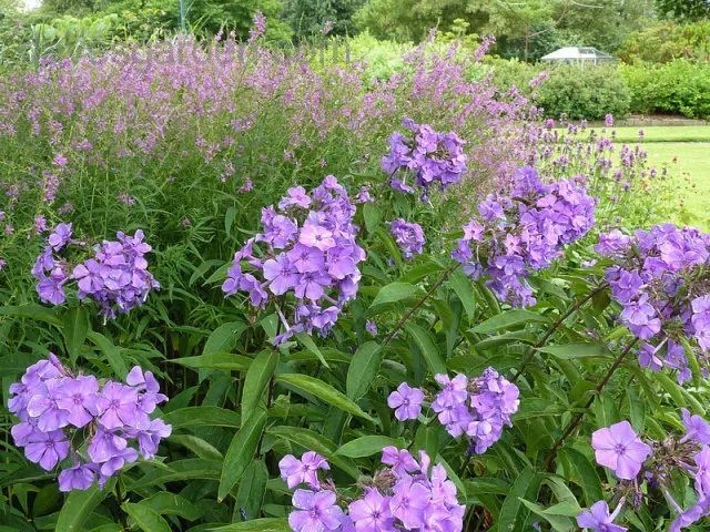 混合花境設(shè)計與種植建議