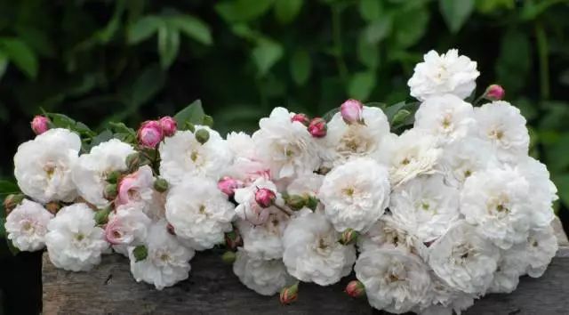 混合花境設(shè)計與種植建議