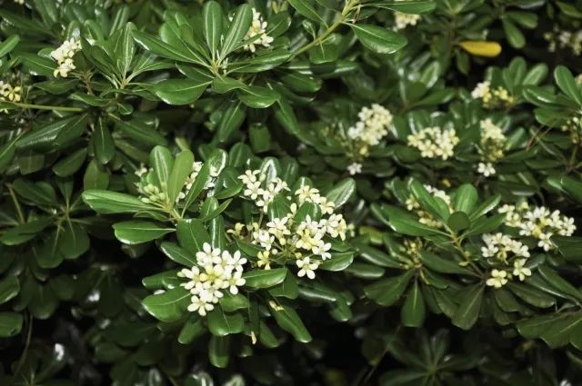 混合花境設(shè)計與種植建議