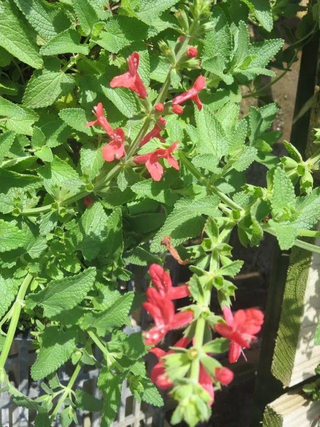 混合花境設(shè)計與種植建議