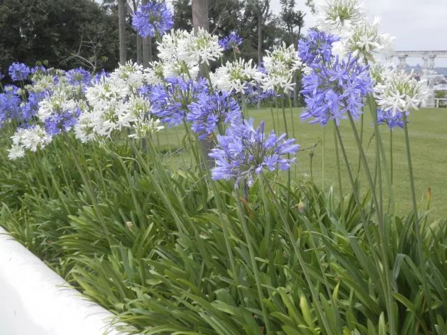 混合花境設(shè)計與種植建議