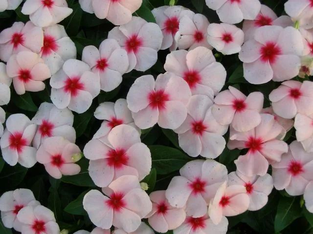 混合花境設(shè)計與種植建議