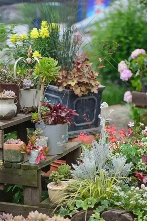 劉俊建了座2畝的鮮花小鎮