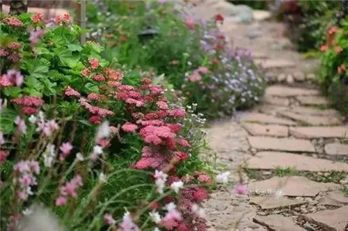 劉俊建了座2畝的鮮花小鎮