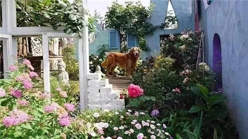 劉俊建了座2畝的鮮花小鎮