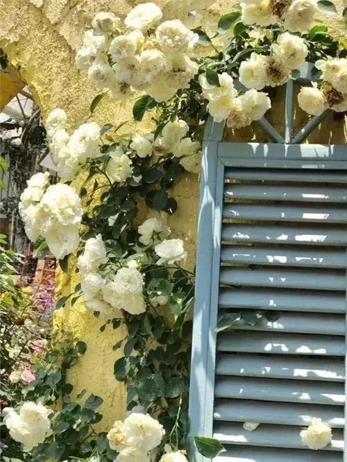 劉俊建了座2畝的鮮花小鎮