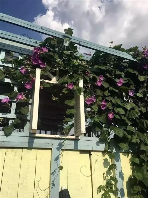 劉俊建了座2畝的鮮花小鎮