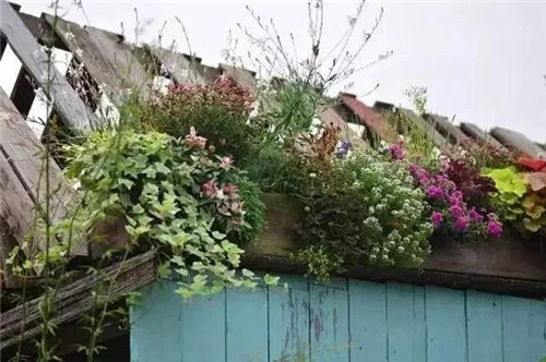 劉俊建了座2畝的鮮花小鎮