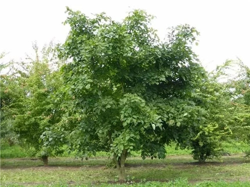 2018年什么樣的苗木不愁賣？