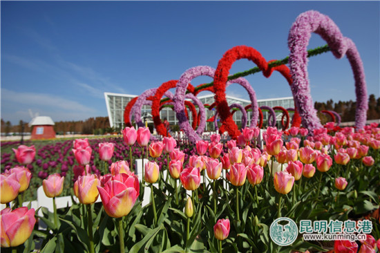 度假區(qū)撈漁河濕地公園郁金香盛放迎新春