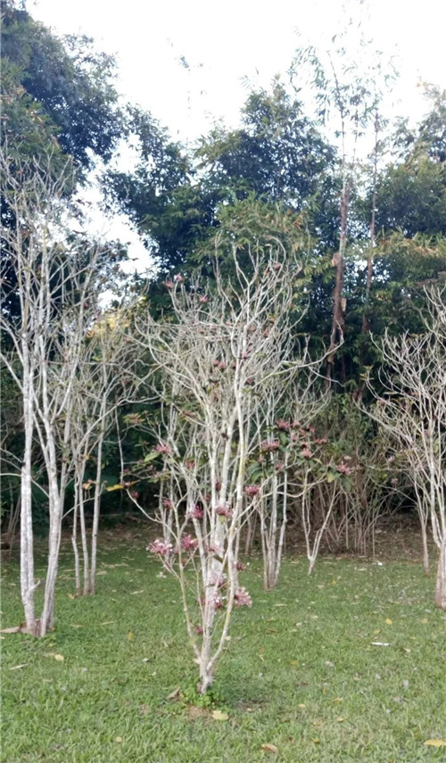 煙火樹，大青屬植物在古籍中的描述