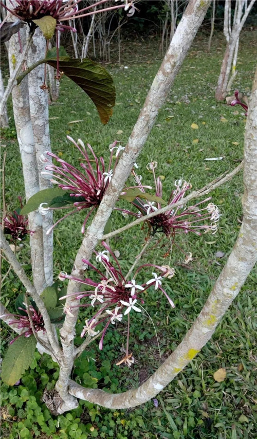 煙火樹，大青屬植物在古籍中的描述