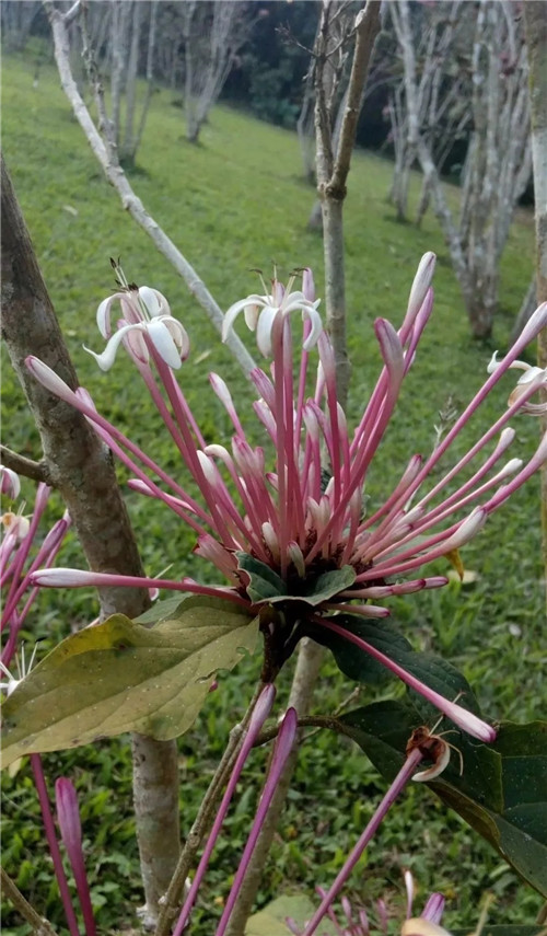 煙火樹，大青屬植物在古籍中的描述