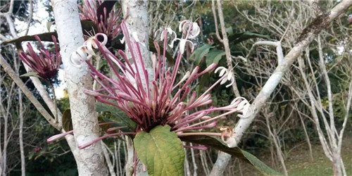 煙火樹，大青屬植物在古籍中的描述