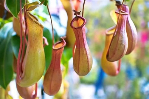 9種擁有動(dòng)物行為的植物