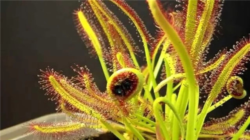9種擁有動(dòng)物行為的植物
