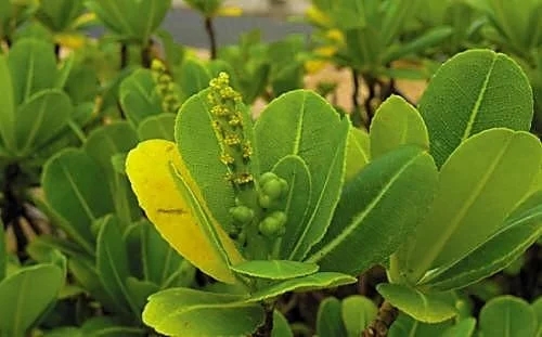 華南植物園發(fā)現(xiàn)我國被子植物新記錄物種
