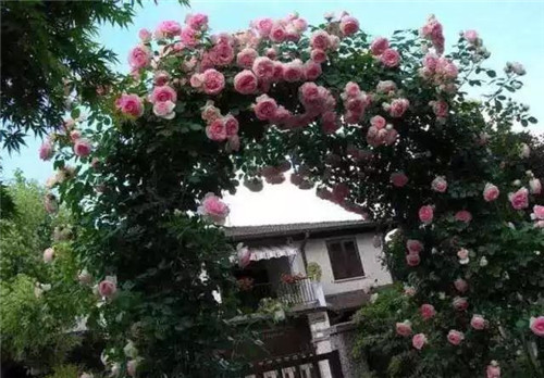 爬藤花卉種起來，夏天花開滿墻！