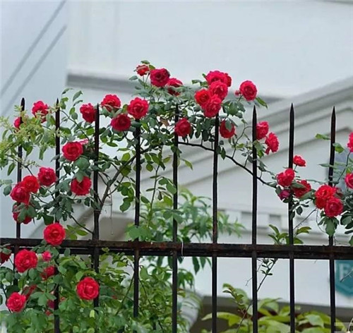 爬藤花卉種起來，夏天花開滿墻！